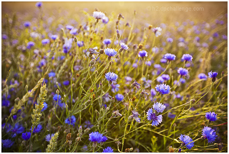 Evening Light