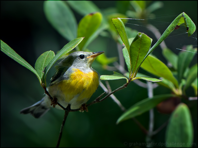 Parula