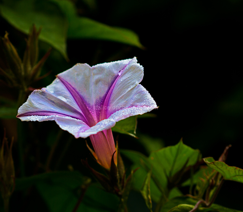 Good Morning, Glory!