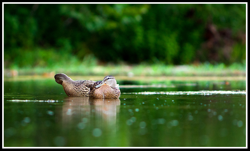 Ducks eye View