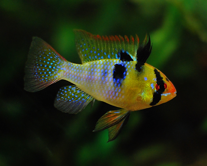Living Jewel
