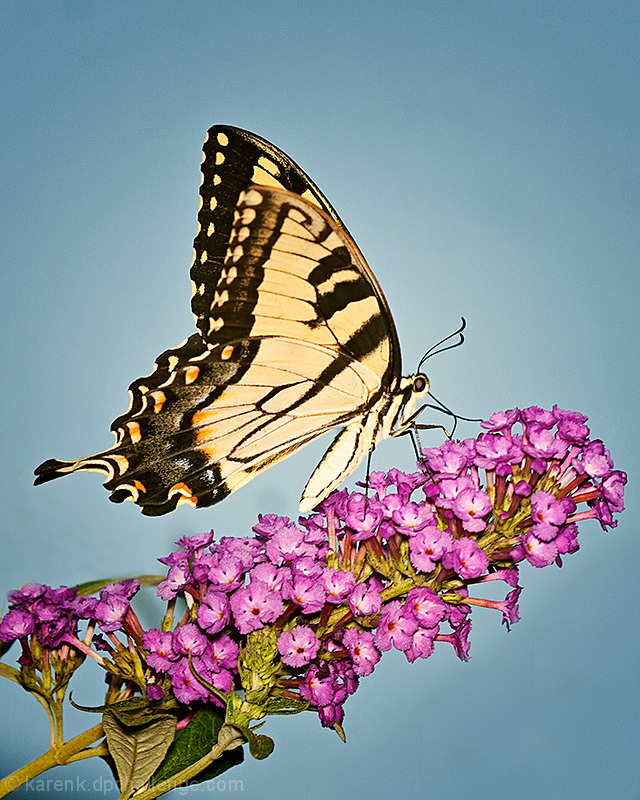 Eastern Tiger Swallowtail