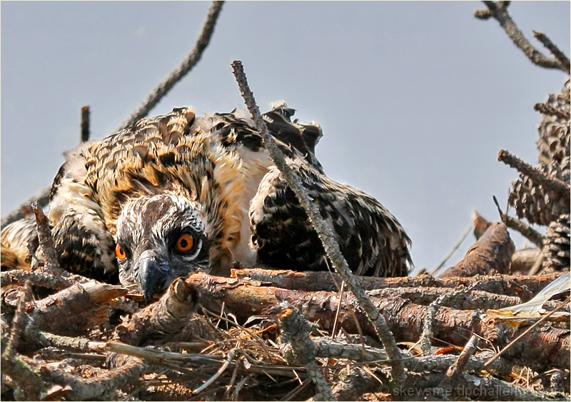 Osprey nest, dejected fledgling