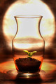 Creation Under Glass