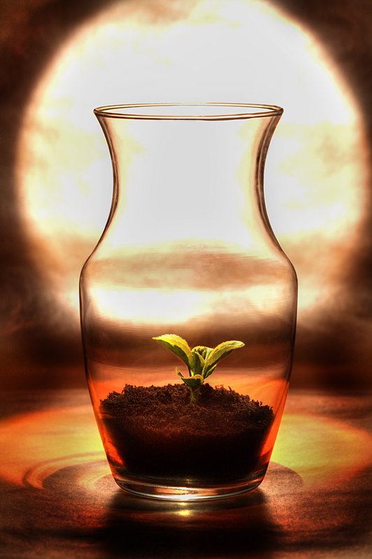 Creation Under Glass