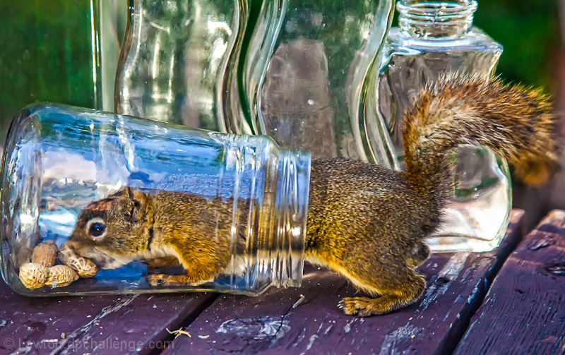 No glass jar will stop me!