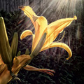 Day Lily, Summer Evening