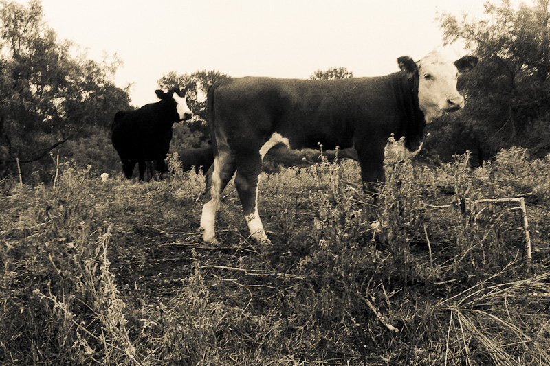 Free Range