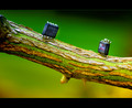 Computer Bugs in the Wild : The Standoff