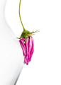 Wilted Flower -- Image ID=73644