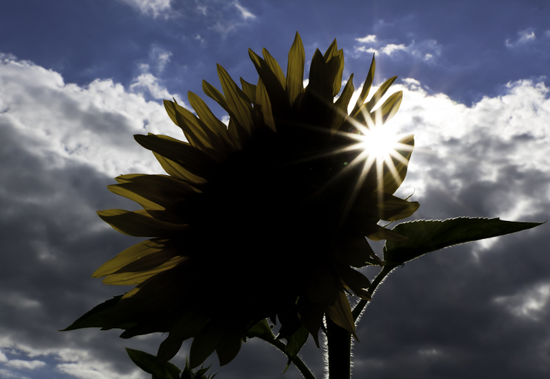 Sun + Flower = Sunflower