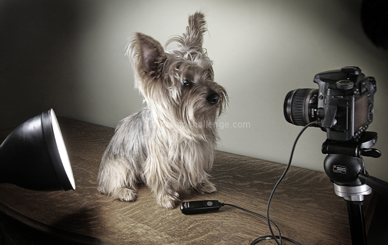 I am a Pet Photographer who also shoots Self Portraits