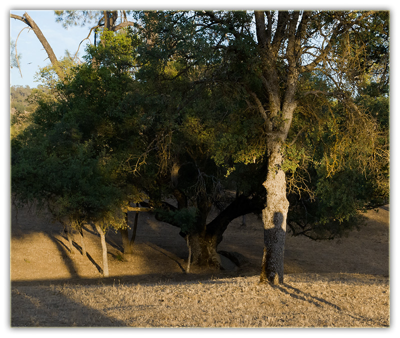 Shadow on the Oaks