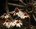 Posies along the Wagon Trail