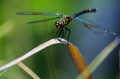 Like a dragonfly skimming the surface of the water -- Chinese proverb