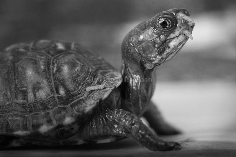  A turtle makes progress when it sticks its neck out.  ~Spanish Proverb