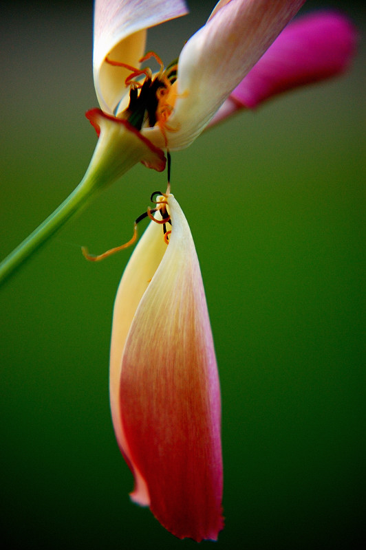 Hanging by a thread