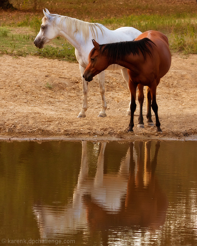 You Can Lead A Horse to Water But You Cannot Make Him Drink