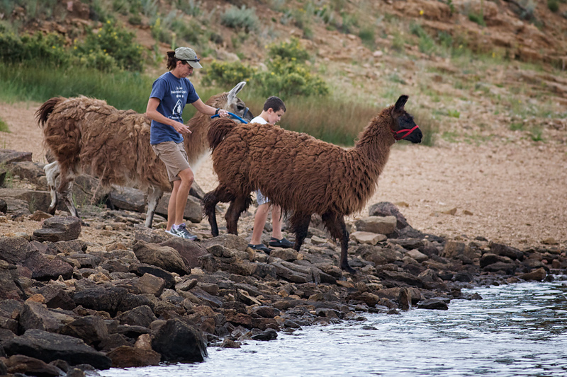 Llama Beach