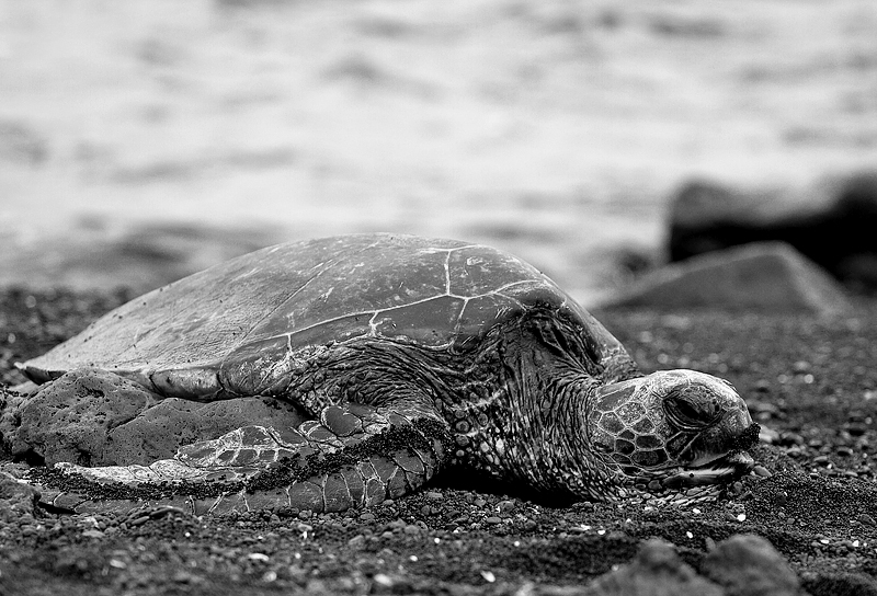Honu At Punalu'u Beach