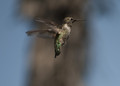 As musical as a Hummingbird