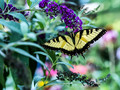 Yellow butterflies flickered along the shade like flecks of sun - William Faulkner