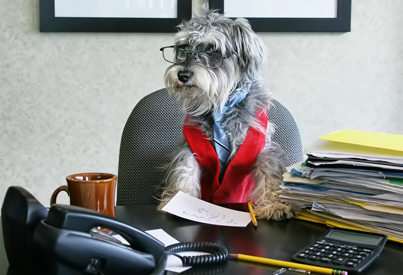Working Like A Dog