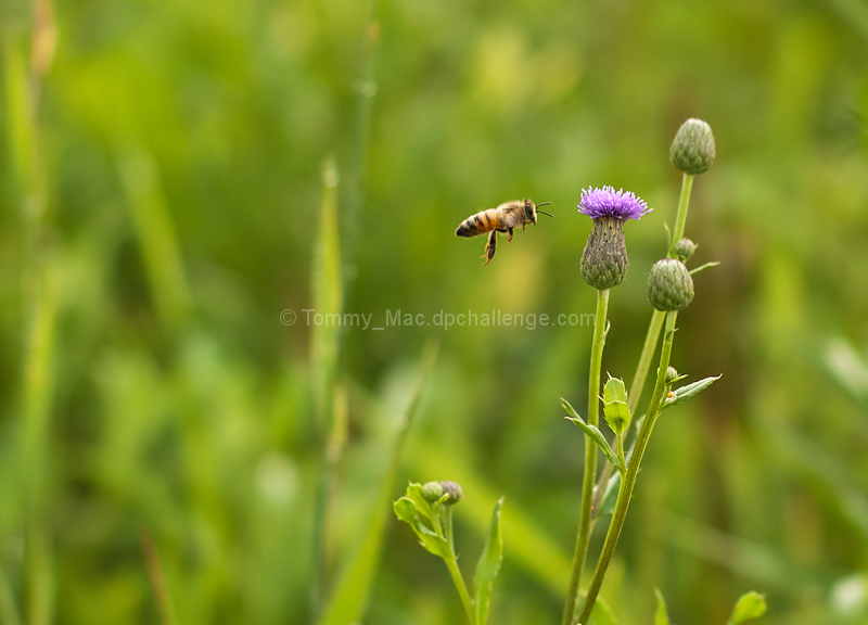 As Busy as a Bee