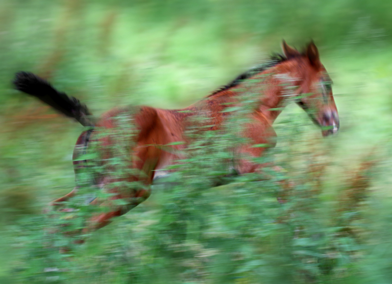 He Lept and Played Like a Spirited Colt