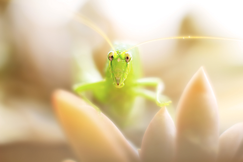 Green Mentis : As Cool As Cucumber