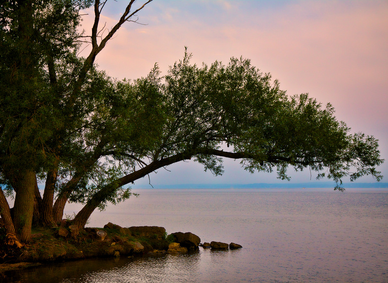 Like a Tree in the Wind