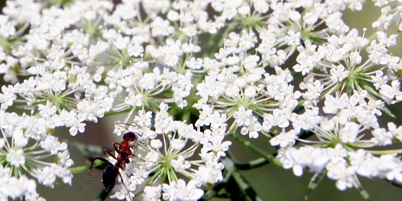 Delicate Queen Anne's Lace