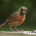 Jurrasic Cardinal