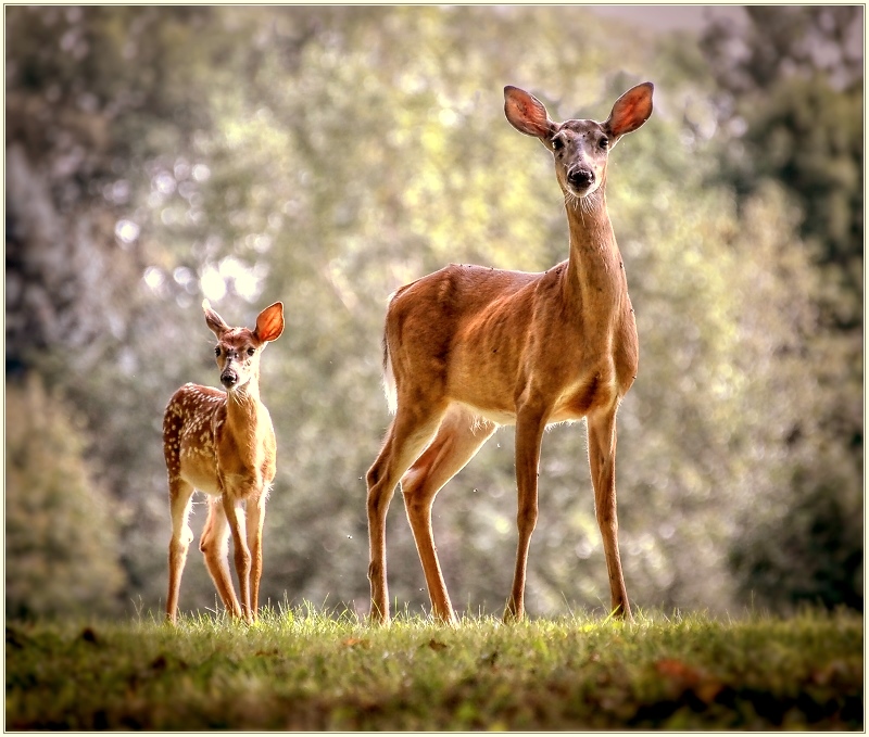 The Watchers