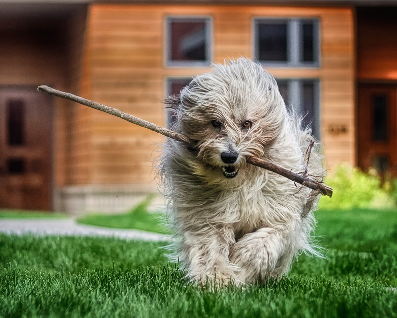 Chewbacca