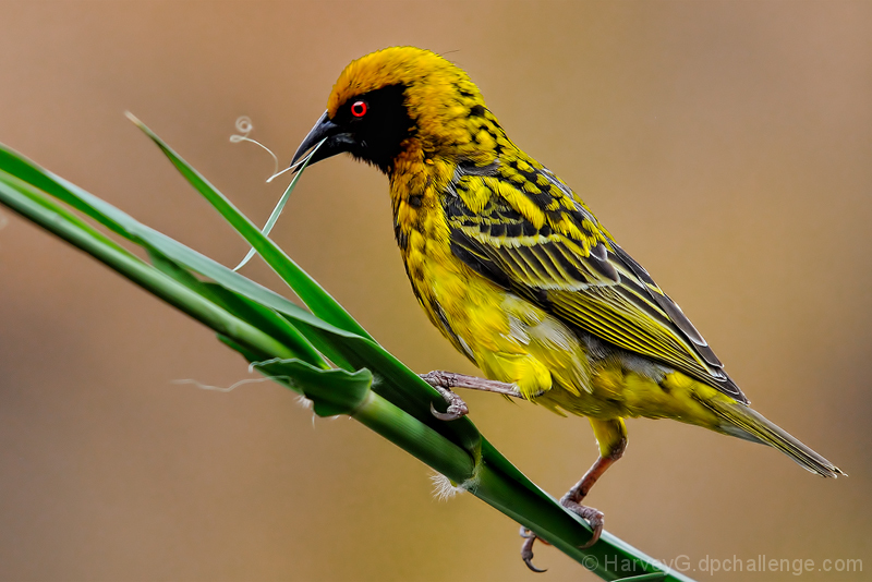 The Little Weaver