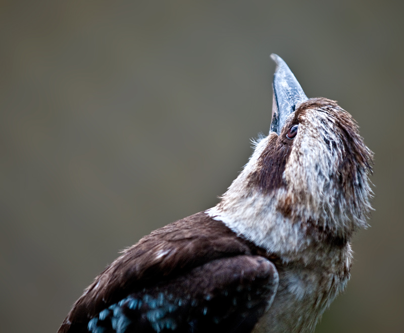 Bird, Interrupted