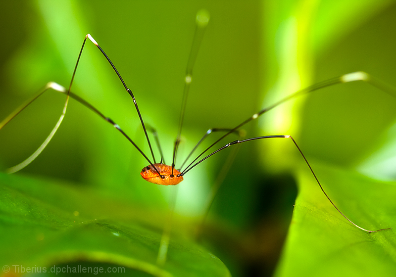 Harvestman (Phalangium opilio)