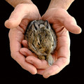 Protective Hands