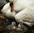 Cygnets