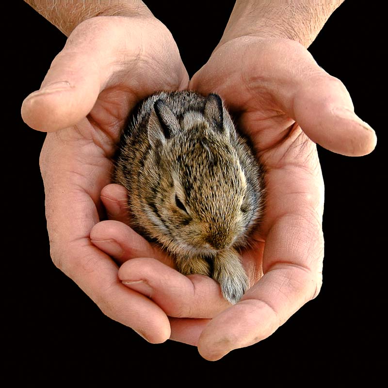 Protective Hands