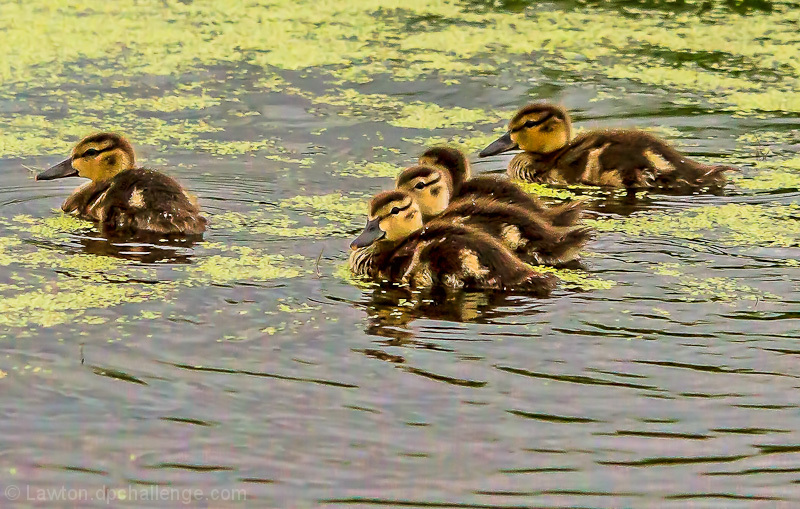  ducklings