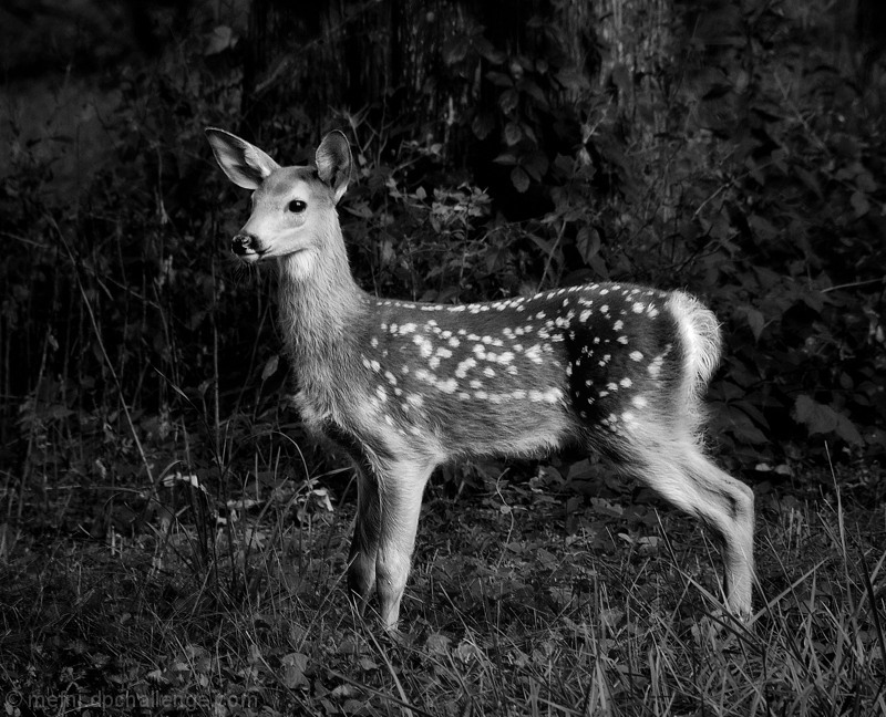 Bambi 2012