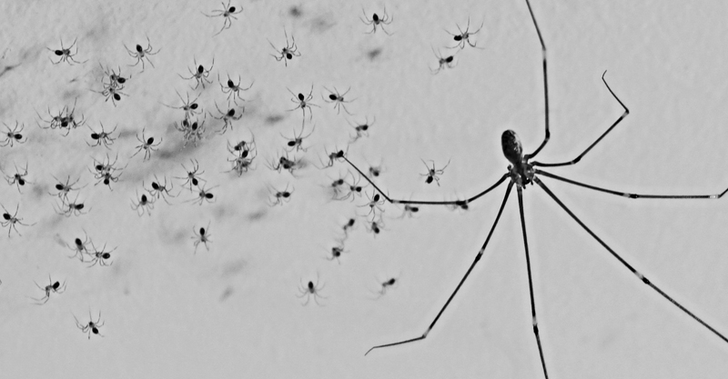 Daddy Long Legs Family DP by Bensted - DPChallenge