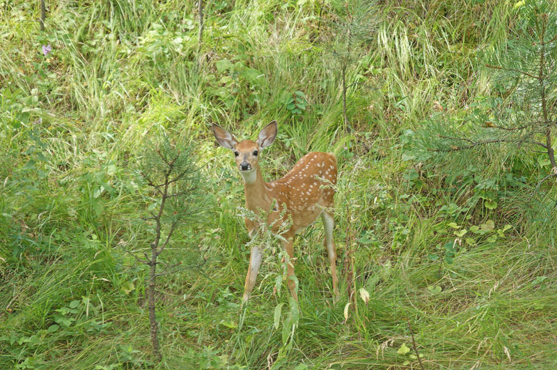 Custer Fawn