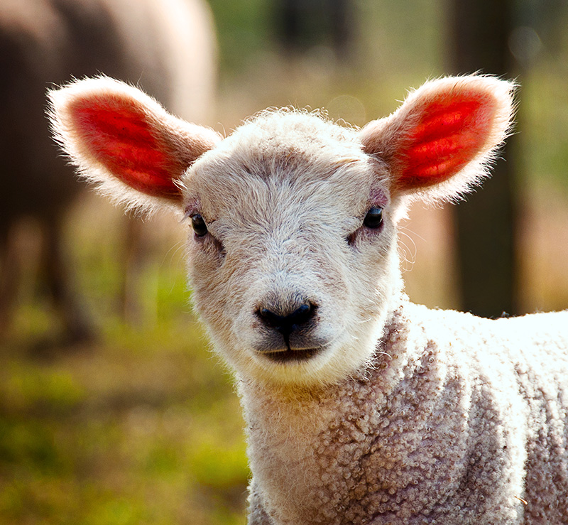 curious baby lamb