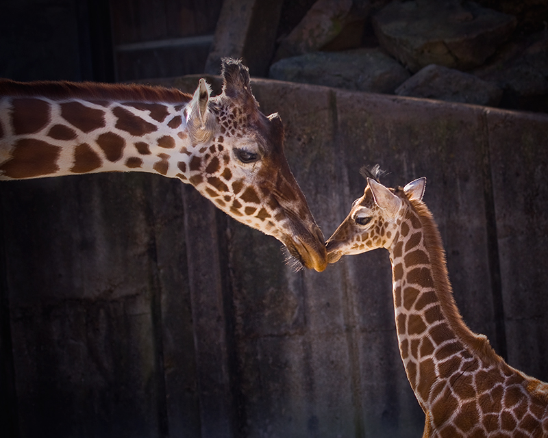 A Mother's Kiss