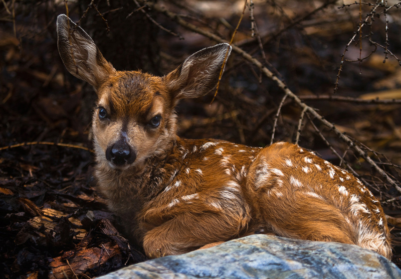 Forlorn Fawn