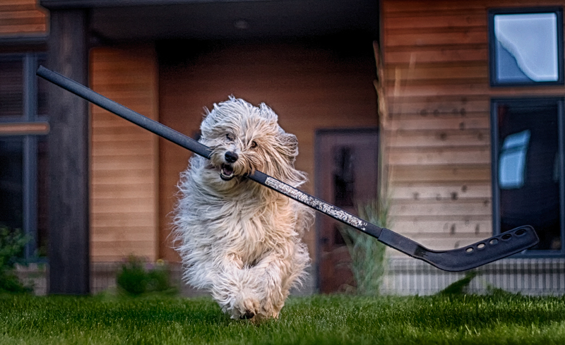 Any Stick Will Do