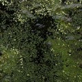 Pond Algae